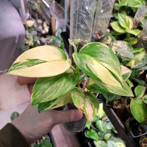 스킨답서스 트루비 알보 바리에가타