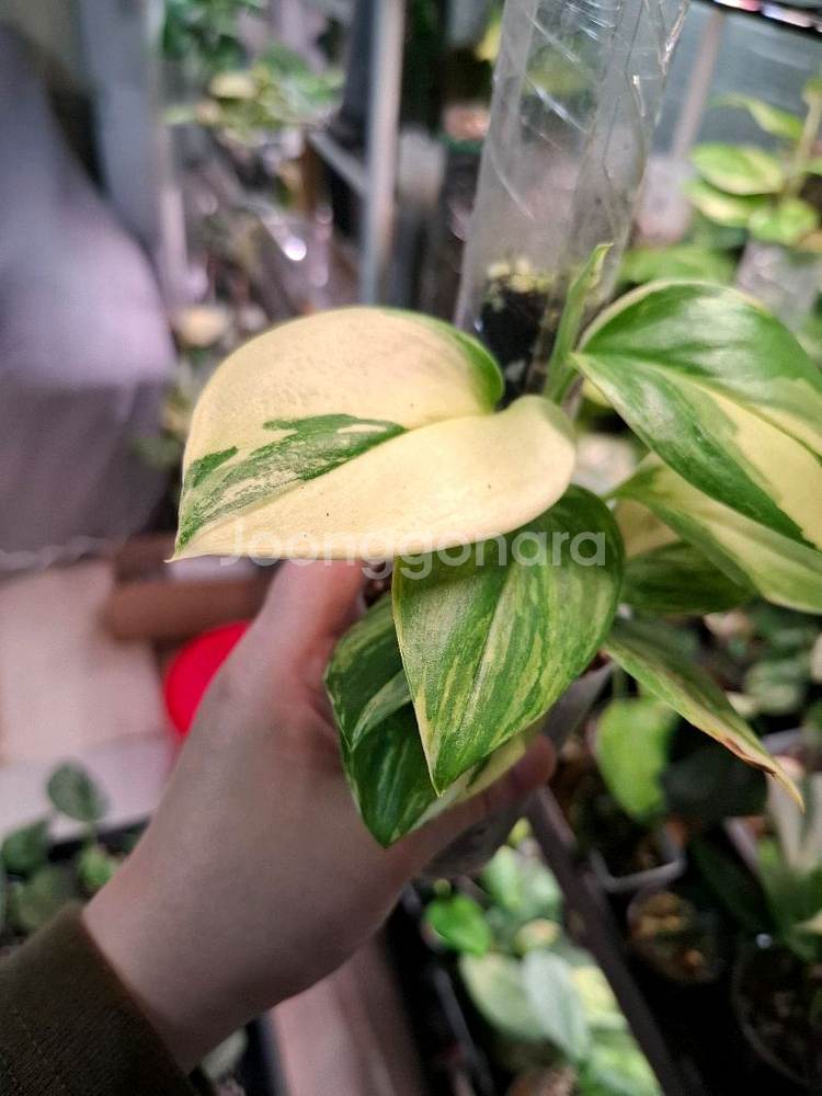 스킨답서스 트루비 알보 바리에가타--2