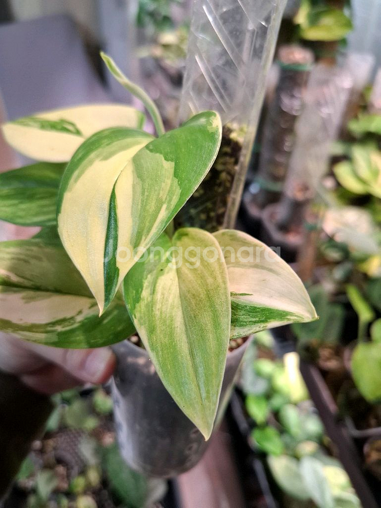 스킨답서스 트루비 알보 바리에가타--1