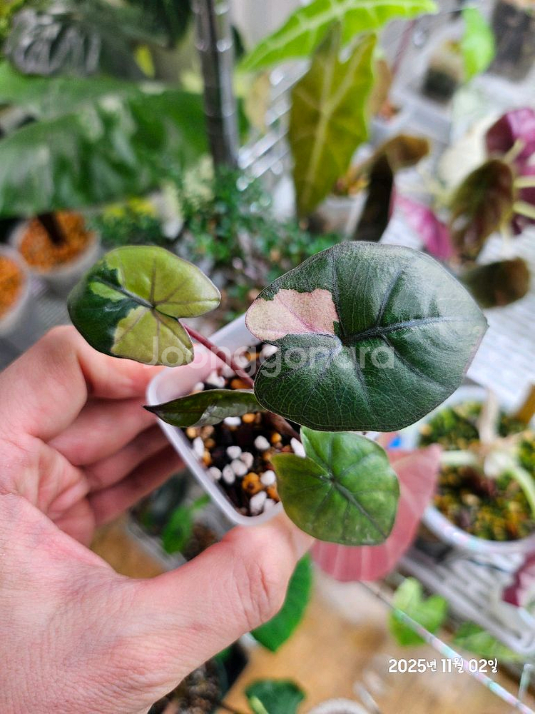 알로카시아 유카탄프린세스 바리에가타--0