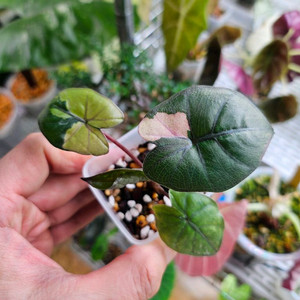 알로카시아 유카탄프린세스 바리에가타