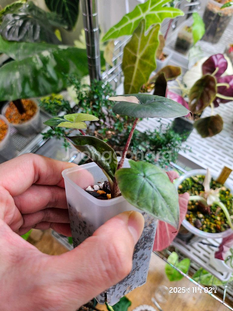 알로카시아 유카탄프린세스 바리에가타--1