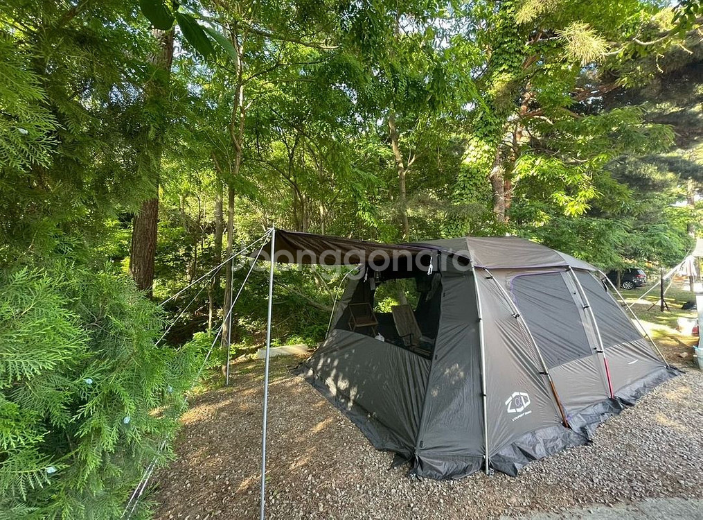 제드 알파 블랙펄 텐트 판매합니다--0