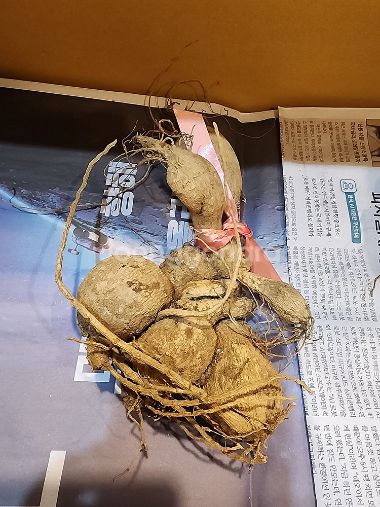 다알리아 구근--2