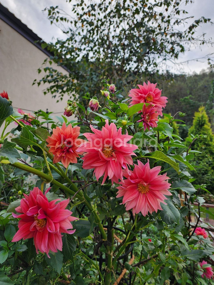 다알리아 구근--3