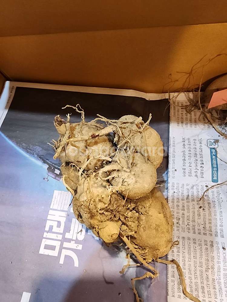 다알리아 구근--0