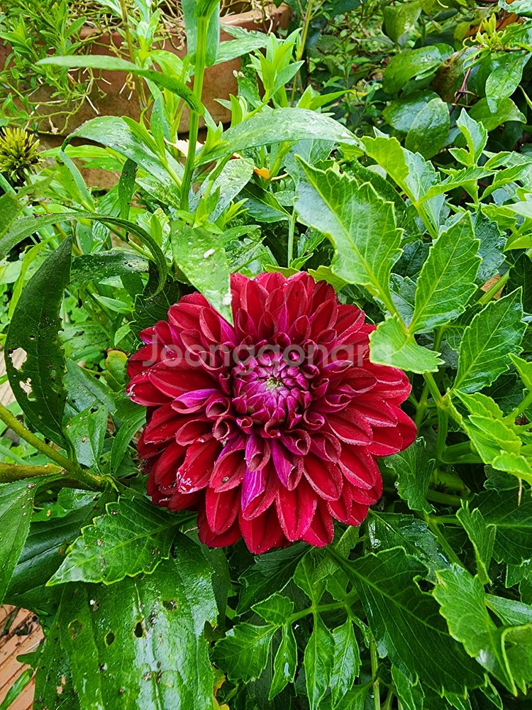 다알리아 구근--1