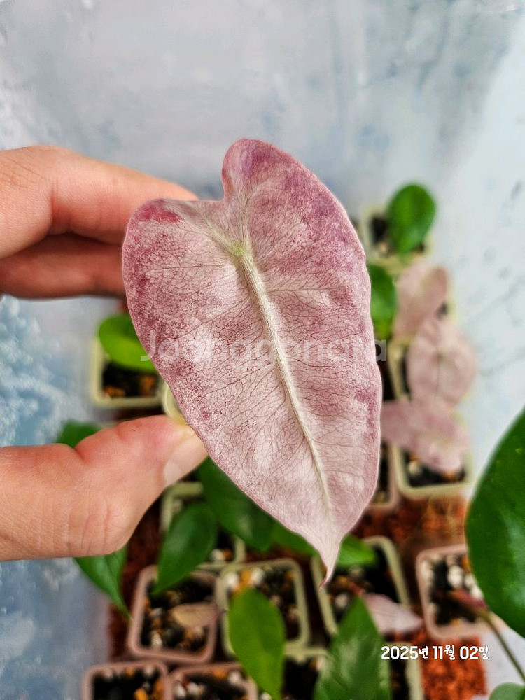 알로카시아 스테인글라스 바리에가타--0