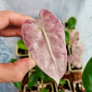 알로카시아 스테인글라스 바리에가타