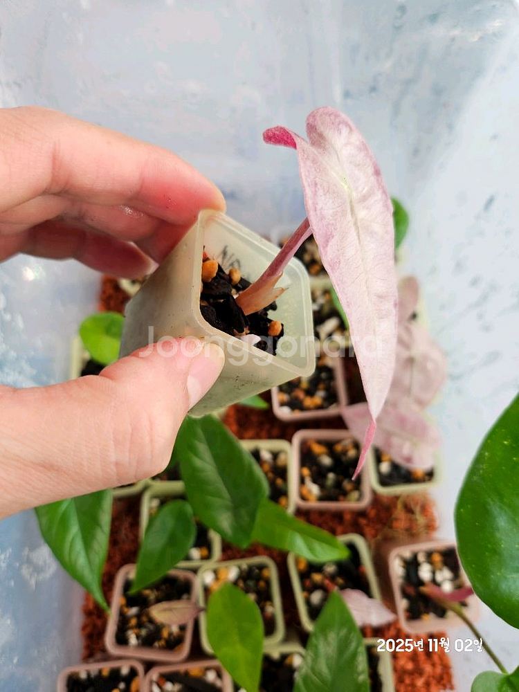 알로카시아 스테인글라스 바리에가타--1