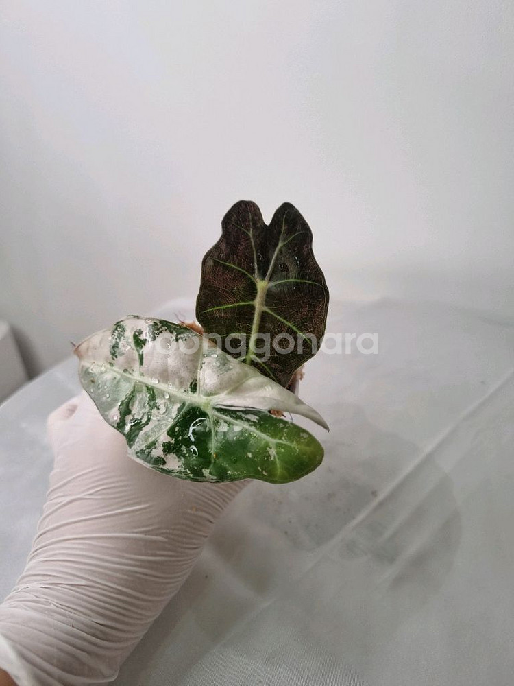 흰무늬 거북 알로카시아 아마조니카 바리에가타--0