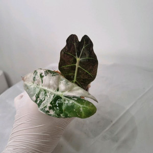 흰무늬 거북 알로카시아 아마조니카 바리에가타