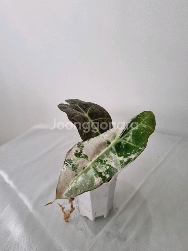 흰무늬 거북 알로카시아 아마조니카 바리에가타--1