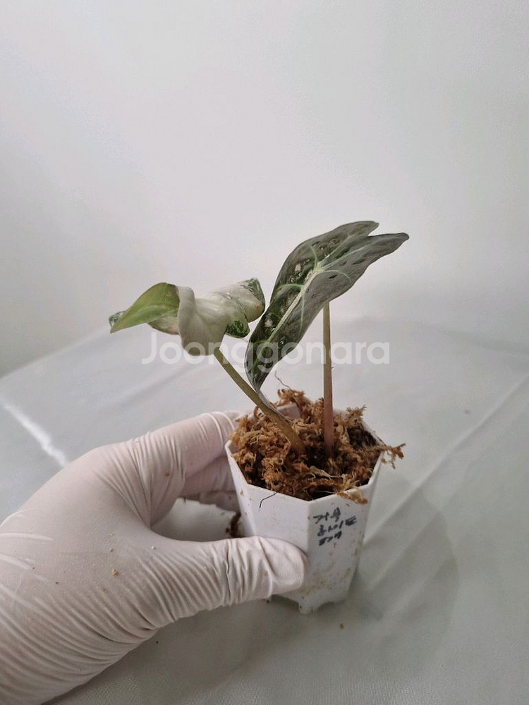 흰무늬 거북 알로카시아 아마조니카 바리에가타--2