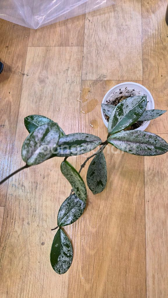 호야 윌버그레이브 스플래쉬--2