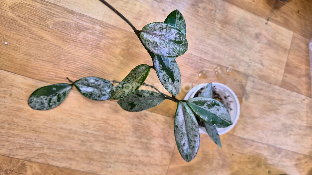 호야 윌버그레이브 스플래쉬--3