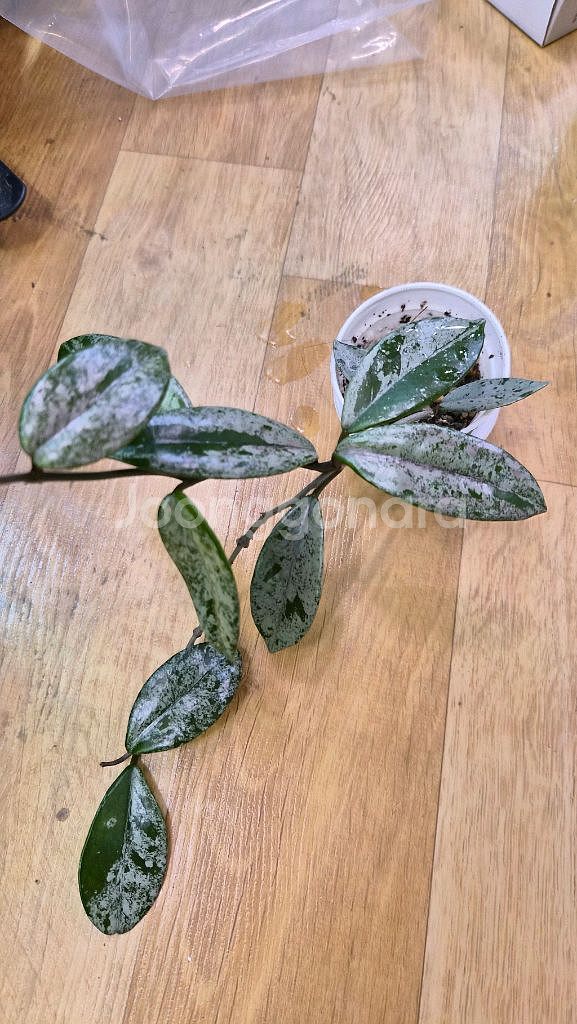 호야 윌버그레이브 스플래쉬--4