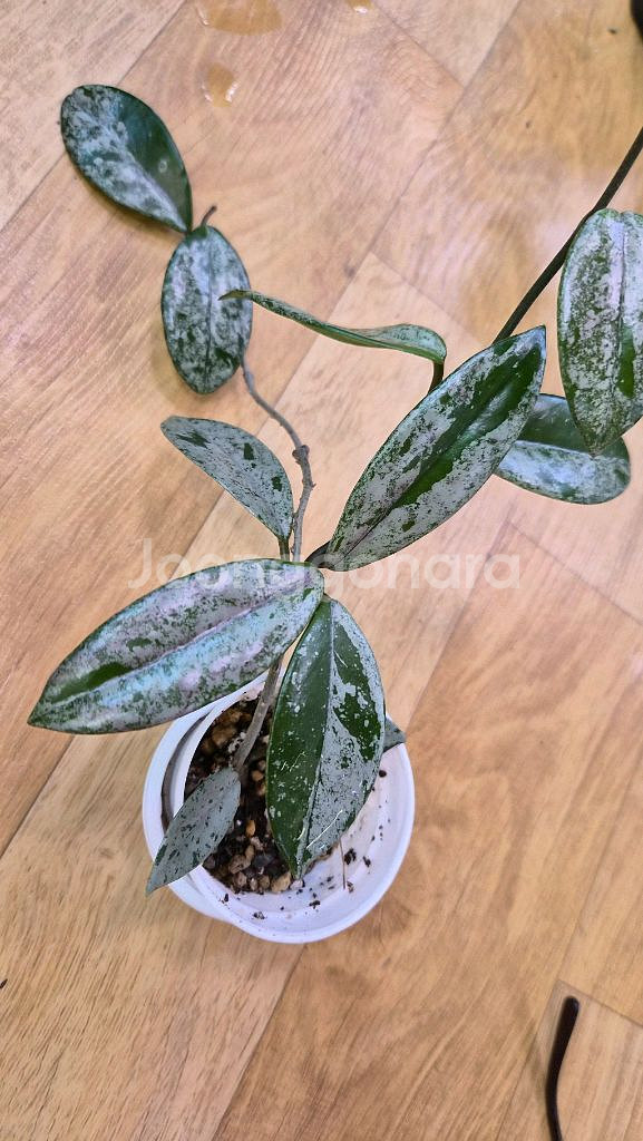 호야 윌버그레이브 스플래쉬--1