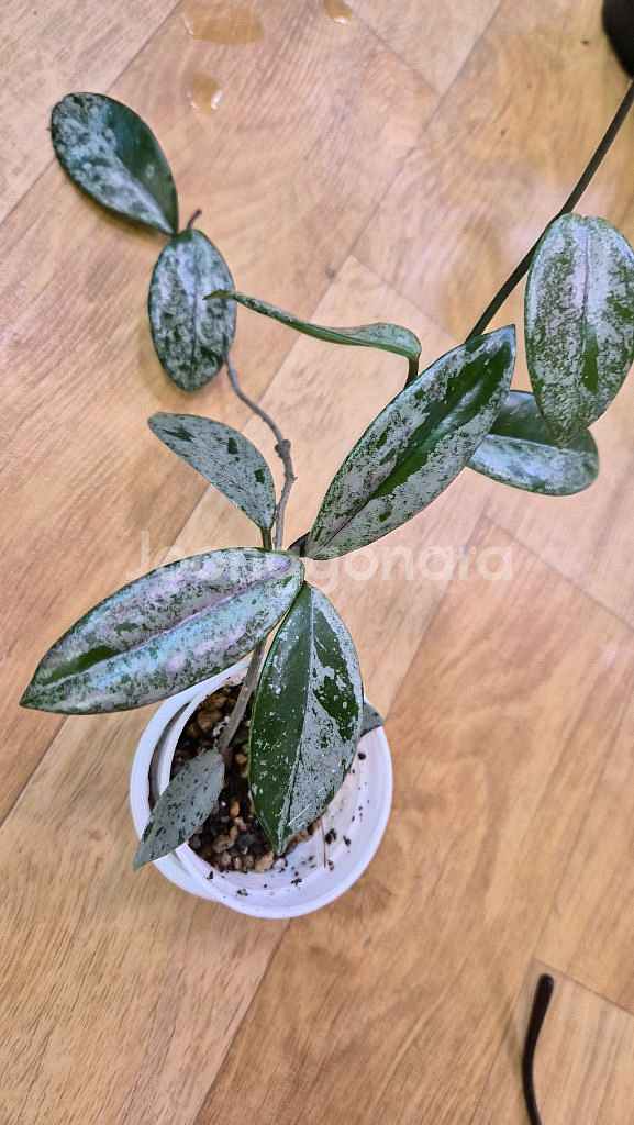 호야 윌버그레이브 스플래쉬--0