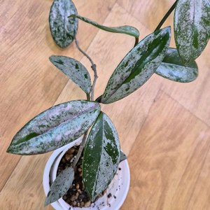 호야 윌버그레이브 스플래쉬