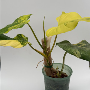 필로덴드론 도메스티컴 바리에가타