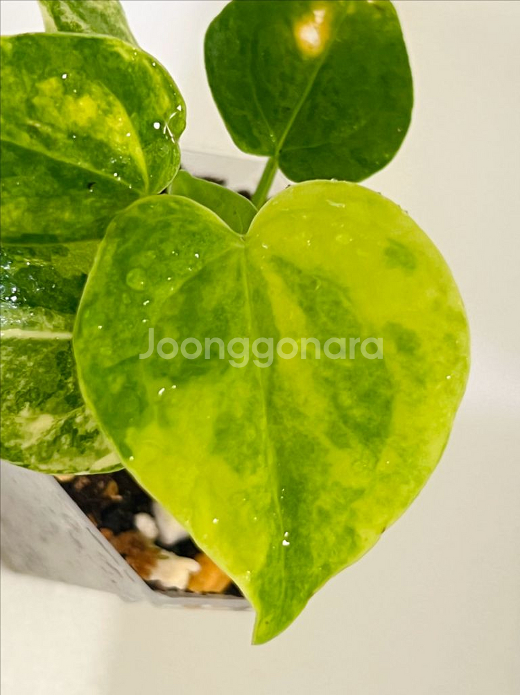 안스리움 클라리네비움 바리에가타--0