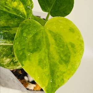 안스리움 클라리네비움 바리에가타