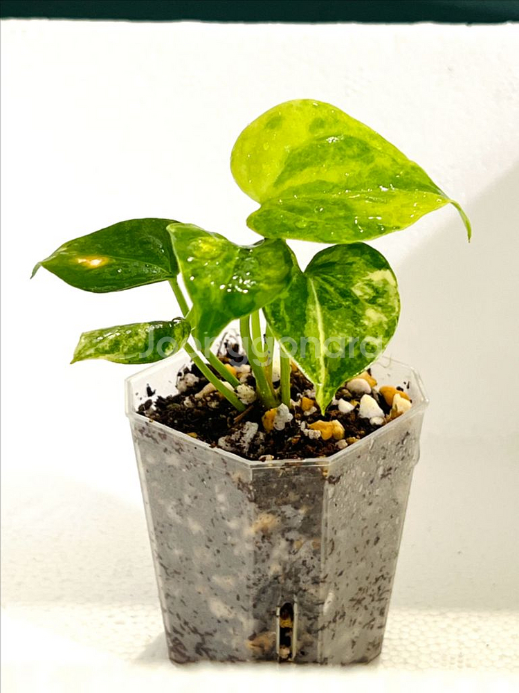 안스리움 클라리네비움 바리에가타--2