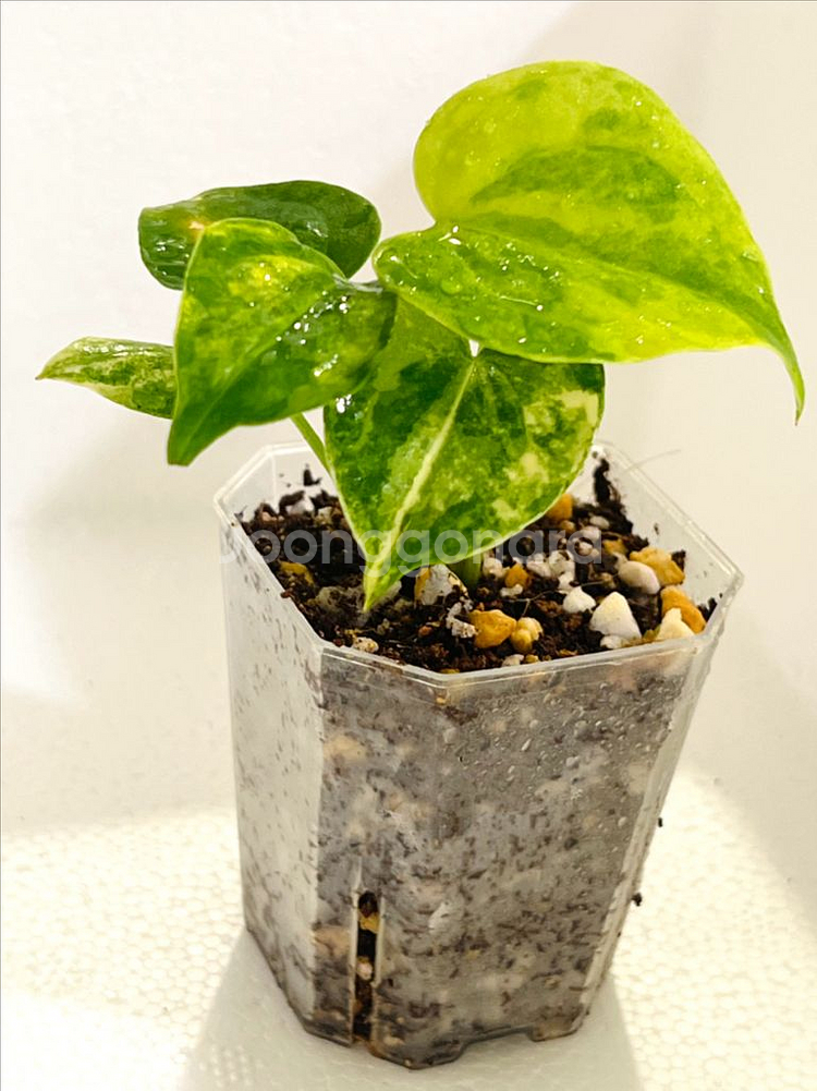 안스리움 클라리네비움 바리에가타--4