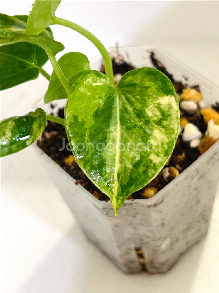 안스리움 클라리네비움 바리에가타--3