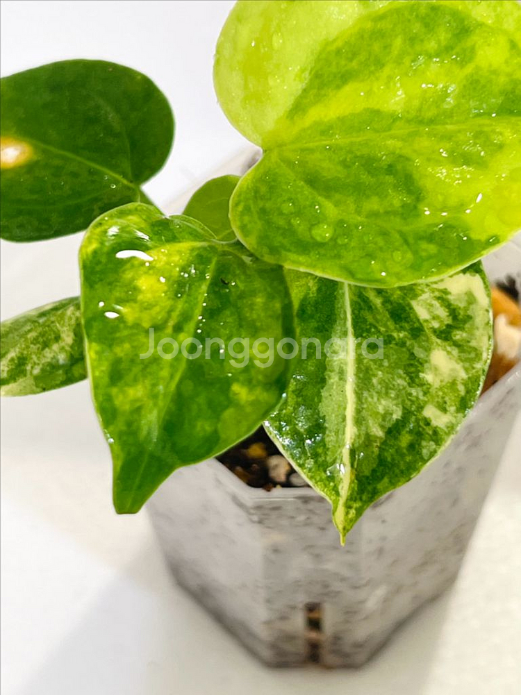 안스리움 클라리네비움 바리에가타--1