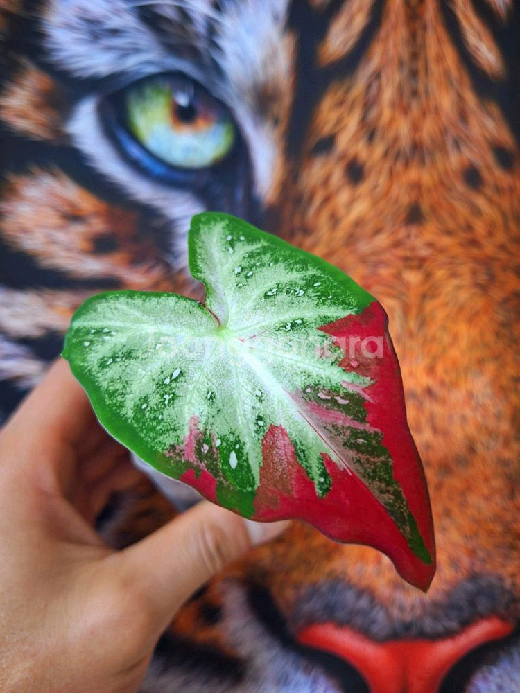 칼라디움 차이촌--0