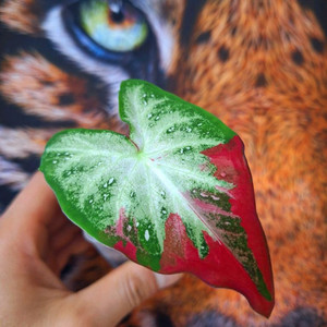 칼라디움 차이촌