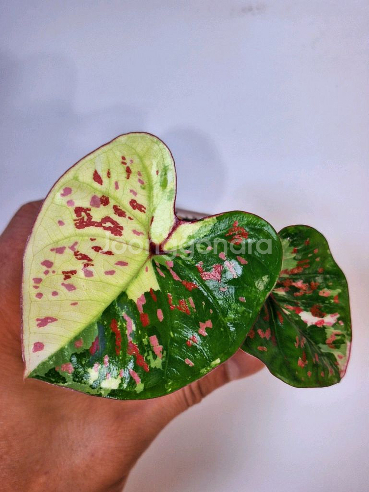 칼라디움 억만장자--0