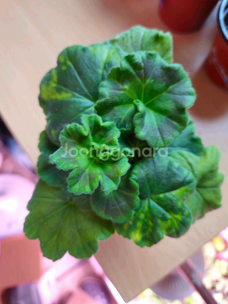 봄미앤미 제라늄--0