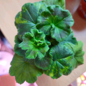 봄미앤미 제라늄