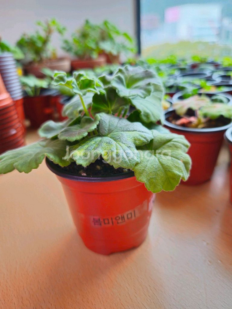 봄미앤미 제라늄--1