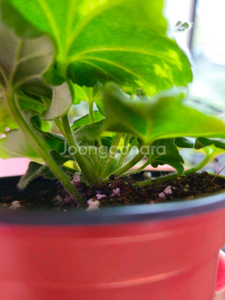 봄미앤미 제라늄--2