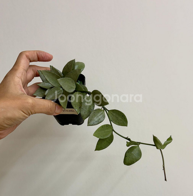 호야 라쿠노사 실버민트--0