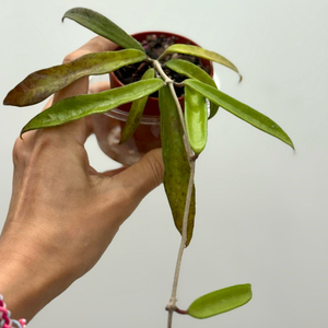 호야 미니벨스플래쉬 (꽃대2개)