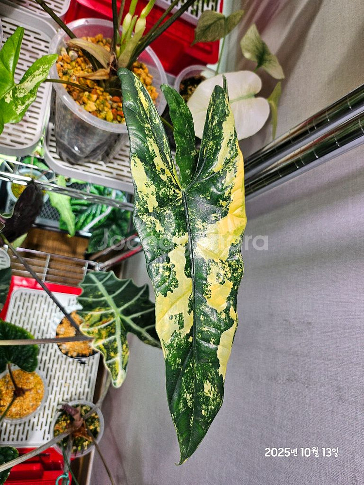 알로카시아 심포 옐로우바리에가타--1