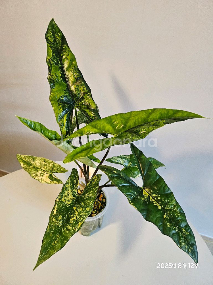 알로카시아 심포 옐로우바리에가타--0