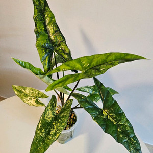 알로카시아 심포 옐로우바리에가타