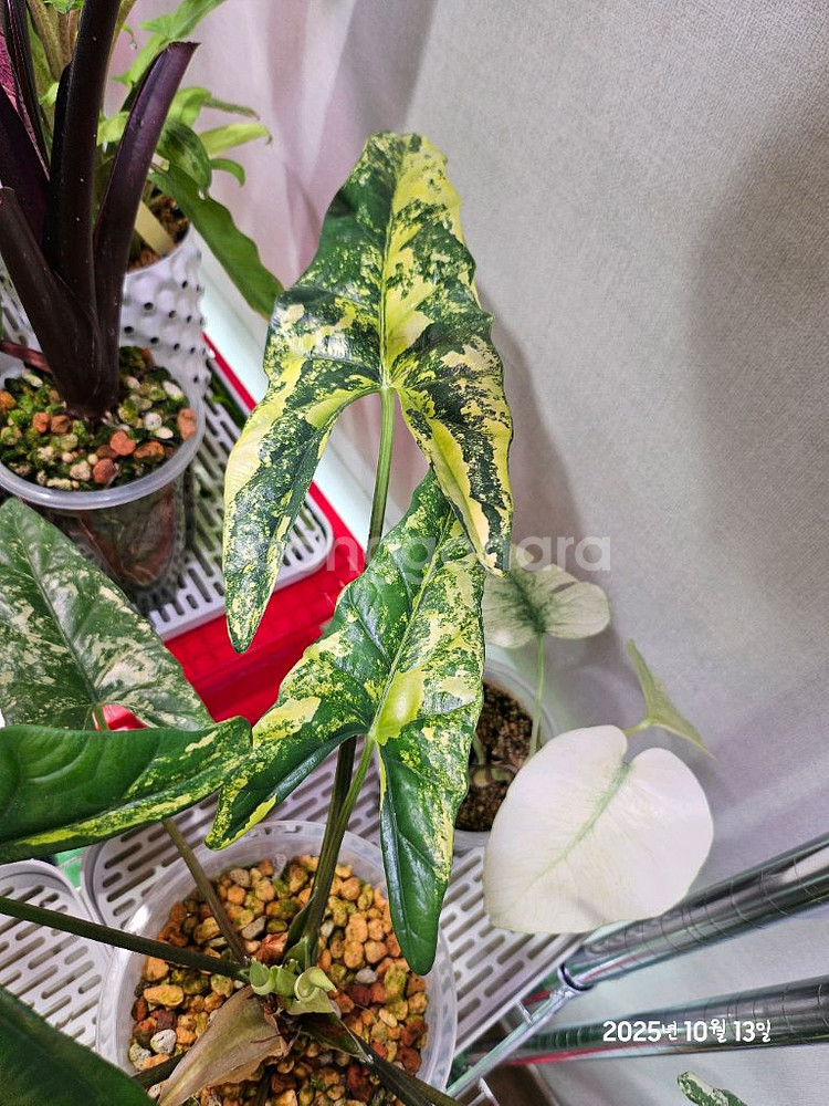 알로카시아 심포 옐로우바리에가타--2