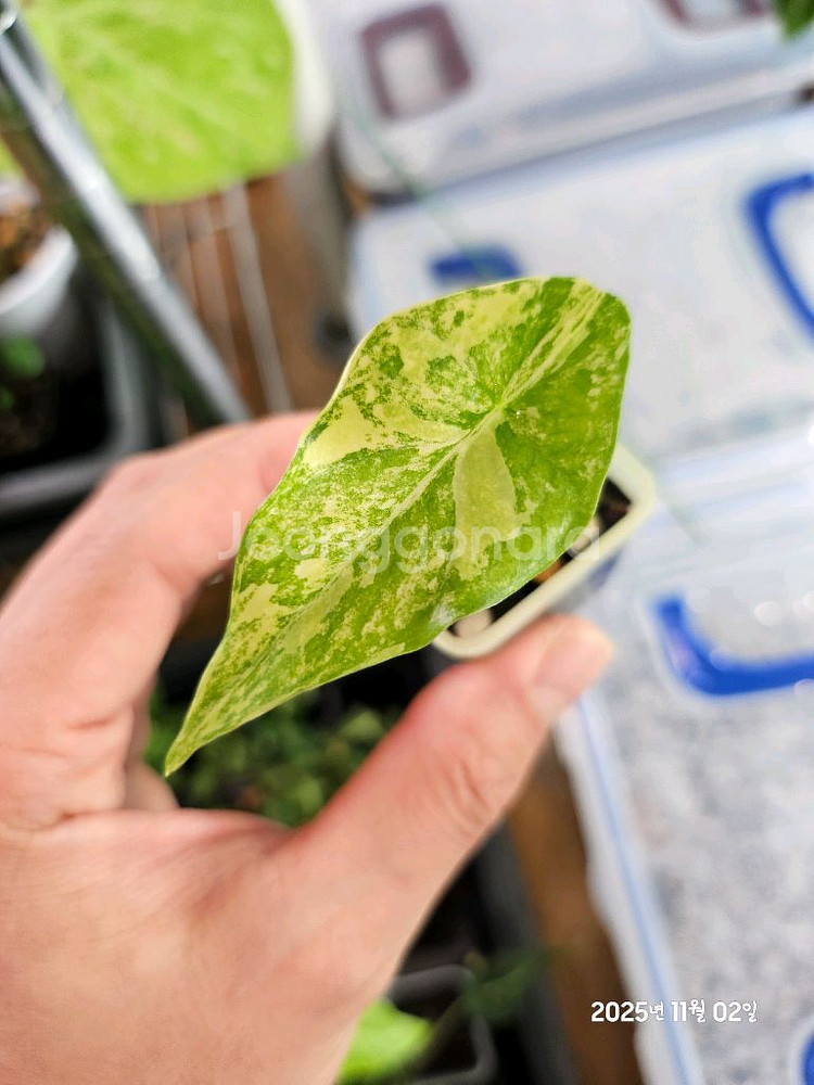 알로카시아 심포 옐로우바리에가타--3