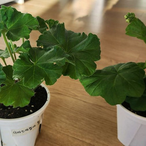 제라늄 화분 2종 세트