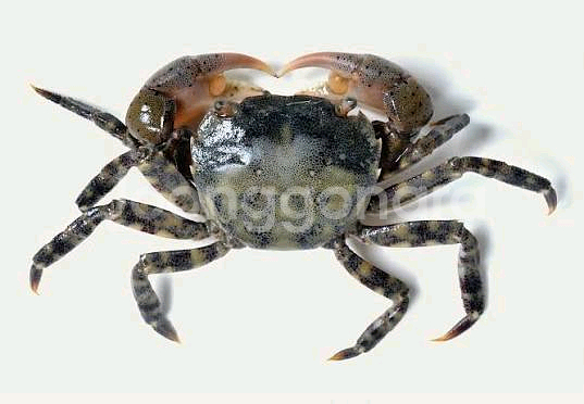 애완용 무늬발게 판매합니다--0