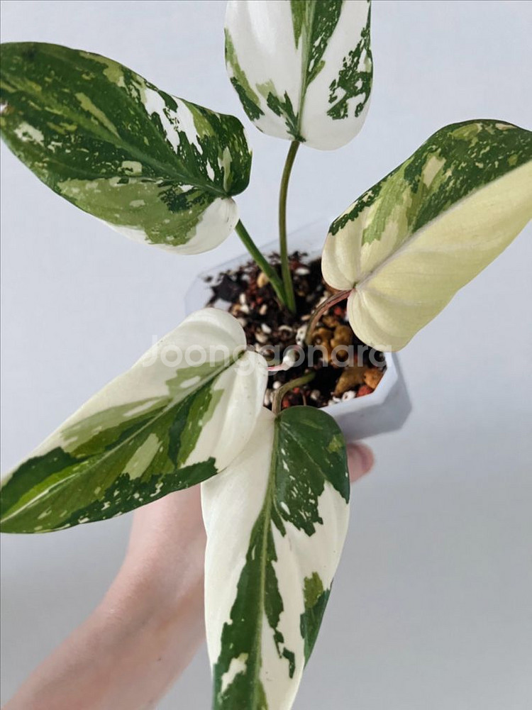 필로덴드론 글로리오섬 바리에가타--0