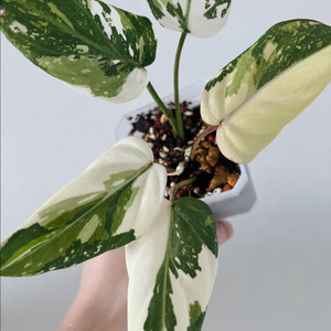 필로덴드론 글로리오섬 바리에가타