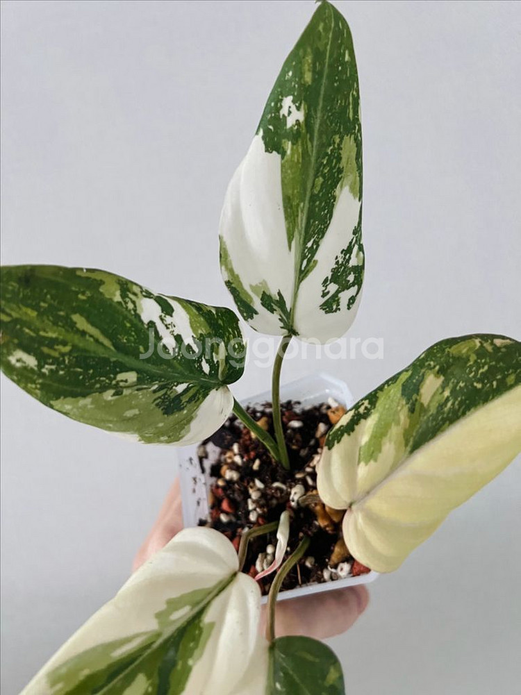 필로덴드론 글로리오섬 바리에가타--1